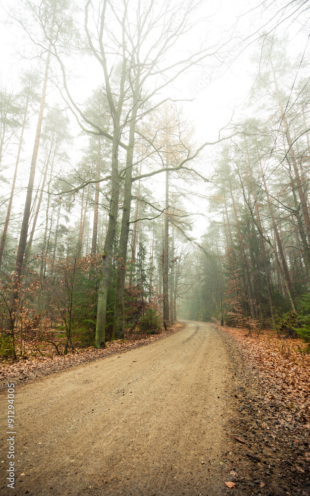 Pathway through the misty autumn forest