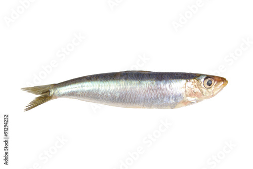 Fresh raw sardine isolated on a white background