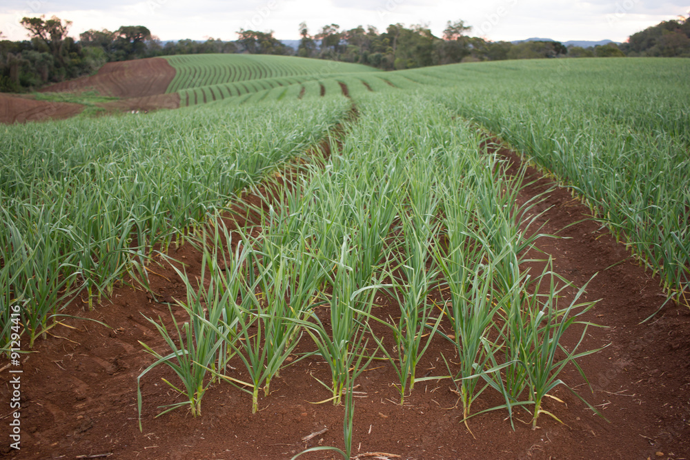 Fototapeta premium Garlic Plantation