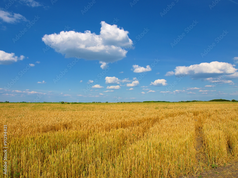 Wheat field against a blue sky