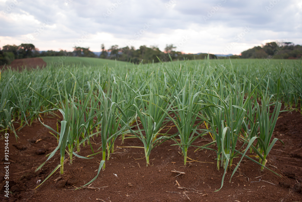 Garlic Plantation Garlic Plantation