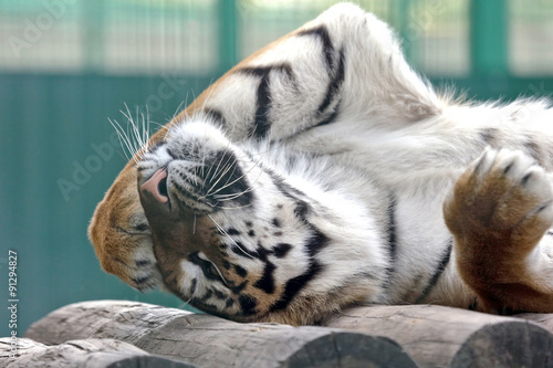 Fototapeta Naklejka Na Ścianę i Meble -  Amur tiger put his paw on vacation