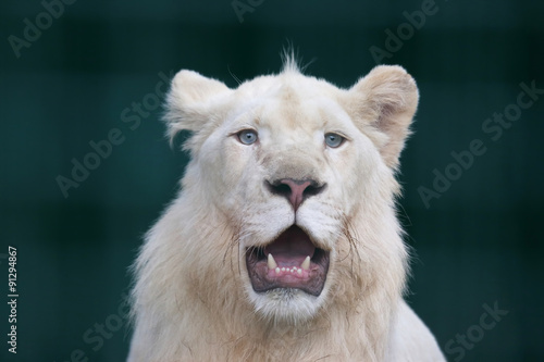 Fototapeta Naklejka Na Ścianę i Meble -  the white lion with wide open mouth