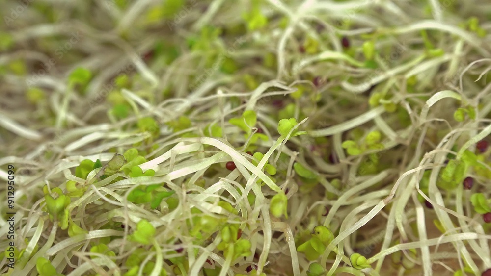 Heap of rotating Broccoli Sprouts (not loopable 4K footage) Heap of rotating Broccoli Sprouts (not loopable 4K footage)