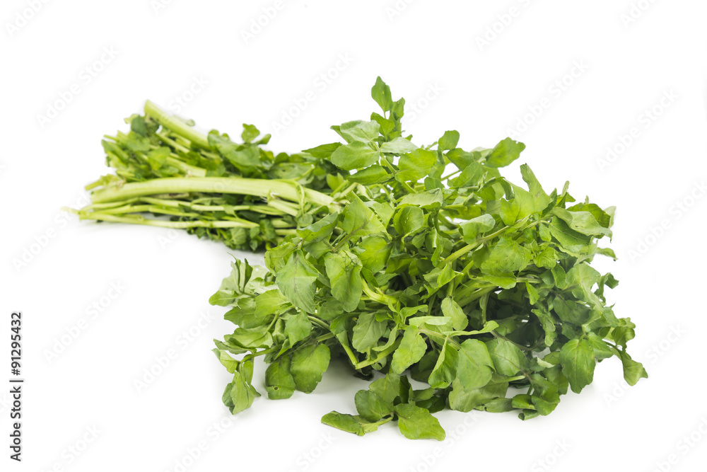 Bundle of freshly harvested watercress rich in vitamin and nitrate Bundle of freshly harvested watercress rich in vitamin and nitrate