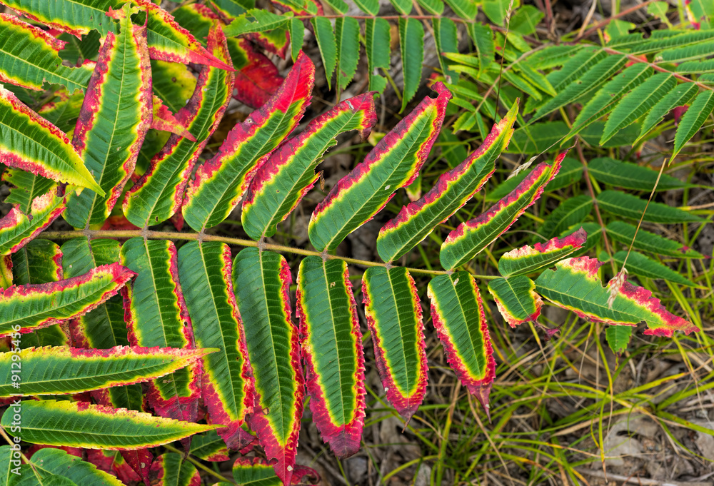 Red and green fern leaves Red and green fern leaves