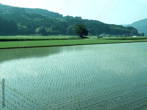 田んぼ