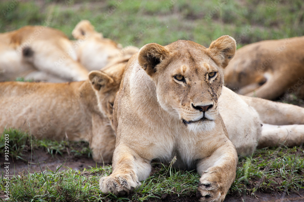 Young lioness in Serengeti, Tanzania, Africa Young lioness in Serengeti, Tanzania, Africa