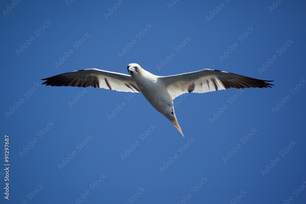 Obraz premium Northern Gannet flying on the nest in Bonaventure Island, Perce, Gaspe, Quebec, Canada.