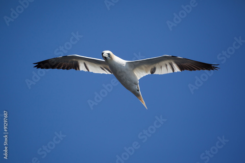Northern Gannet flying on the nest in Bonaventure Island, Perce, Gaspe, Quebec, Canada. © JHVEPhoto