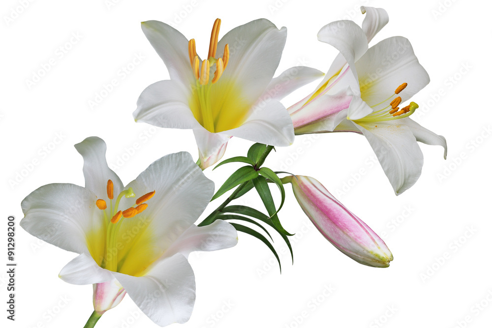 Naklejka premium White Lily Flower
