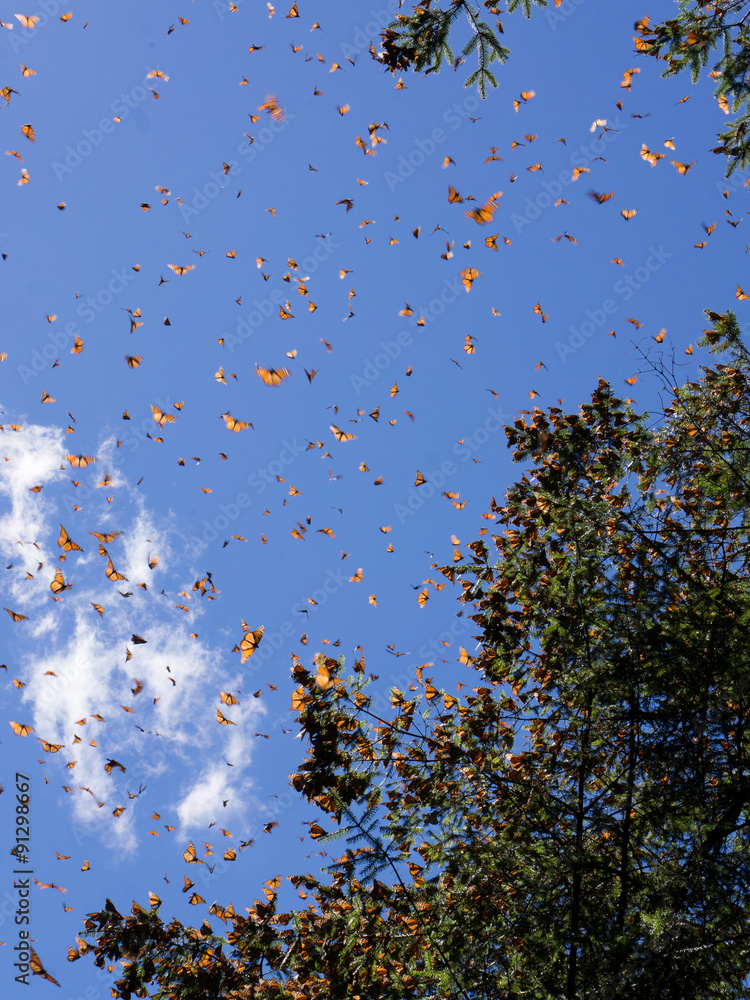 Naklejka premium Monarch Butterflies on tree branch in blue sky background in Michoacan, Mexico