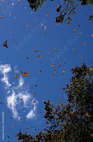 Monarch Butterflies on tree branch in blue sky background in Michoacan, Mexico
