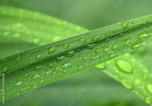 Fresh drops of dew on pandan leaves