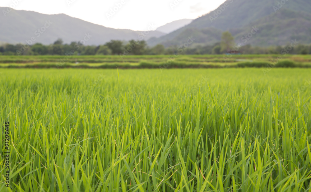 Green Rice Field with Mountains Background under sun, Thailand Green Rice Field with Mountains Background under sun, Thailand
