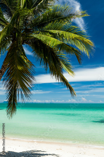 Fototapeta Naklejka Na Ścianę i Meble -  Single coconut palm on a white sand beac