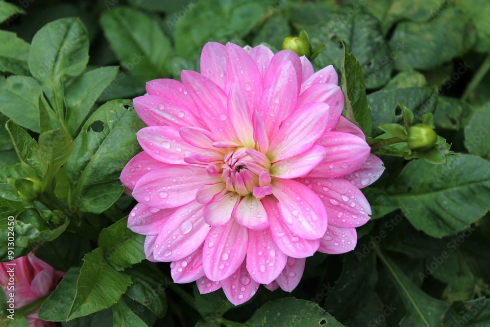 Fototapeta premium Dahlia