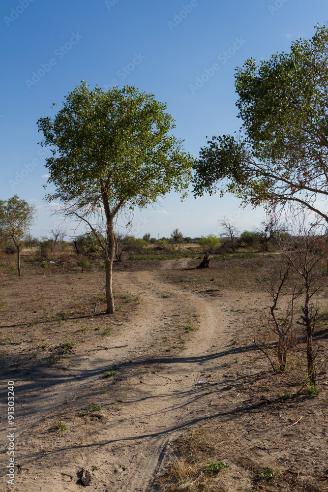 Fototapeta premium steppe