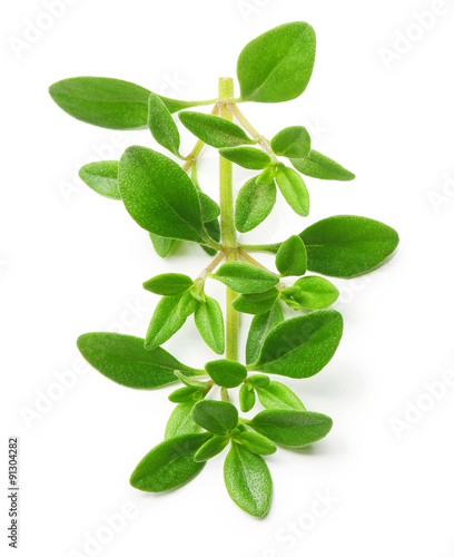 Thyme fresh herb isolated 