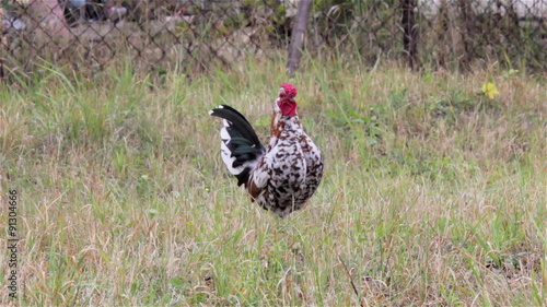  bantam rooster/beautiful little bantam cock rock walking on grass photo