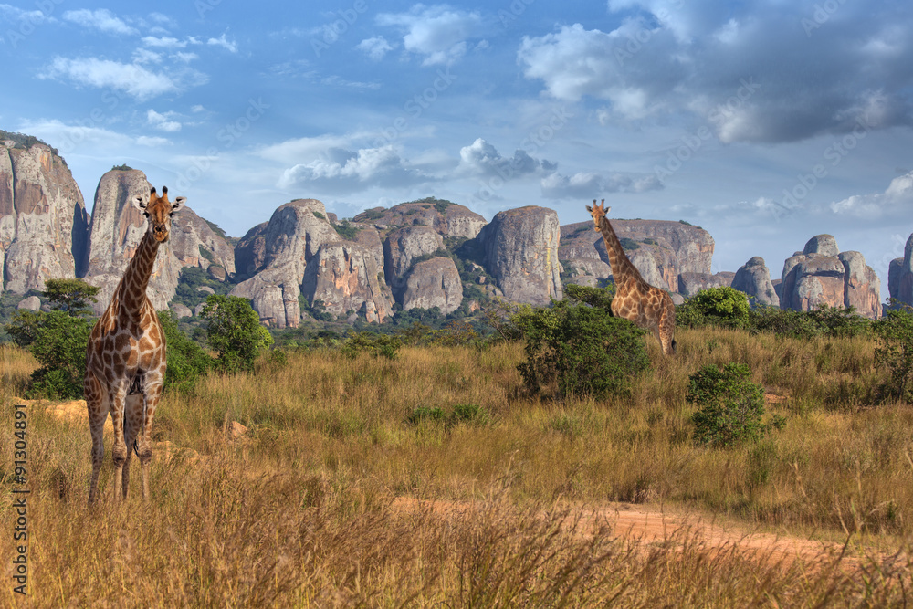 Obraz premium Safari