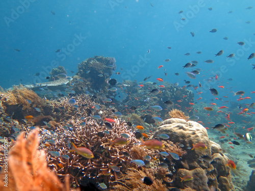Thriving  coral reef alive with marine life and shoals of fish  