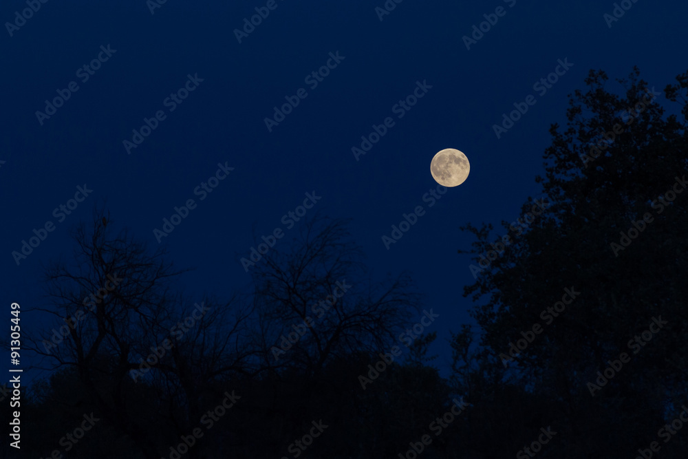 Fototapeta premium the moon in the evening sky