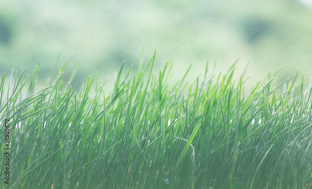 Obraz premium Gass background