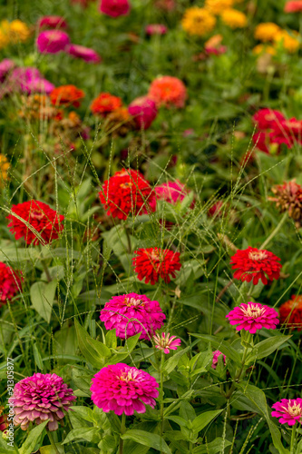 Flowers in Garden Background / Flowers in Garden / Colorful Flowers in Summer Garden