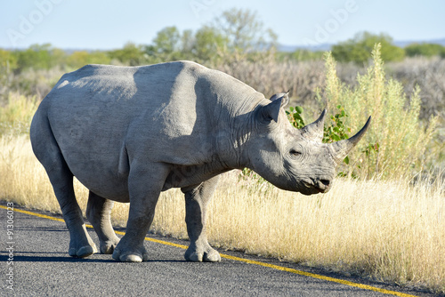 Black Rhinoceros - Etosha National Park  Namibia