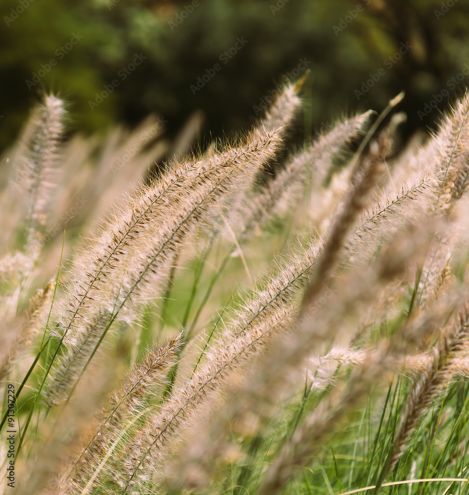 Obraz premium reed flower