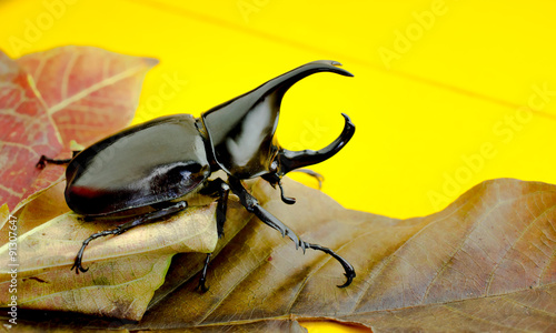 Close up of grub on the yellow table, Slective focus photo