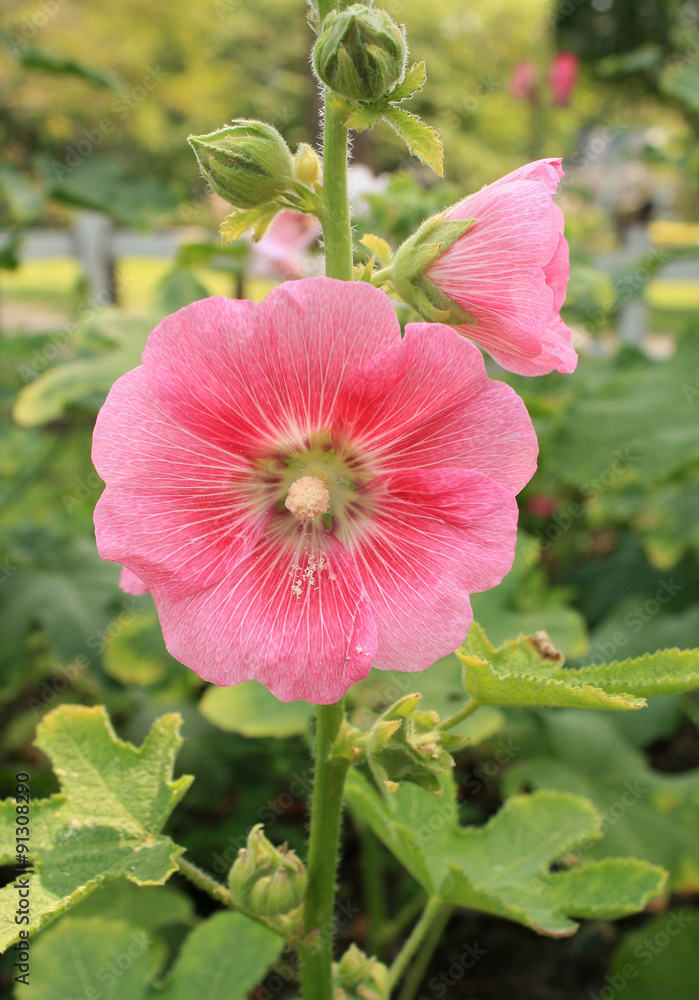 An orchid-pink-color Rose of Sharon flower blooms in the garden