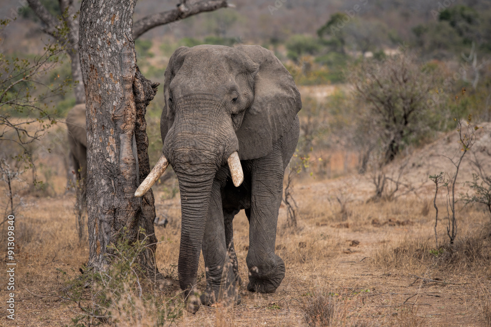 Fototapeta premium elefant in south africa