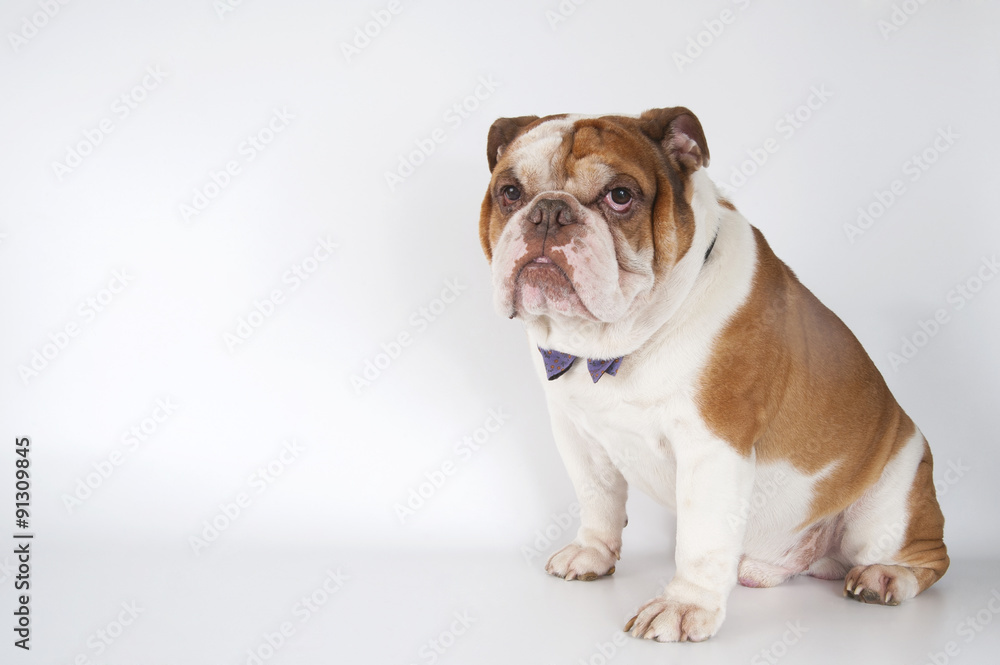 English Bulldog sitting on the right on a light background..