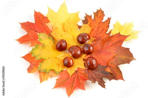 Goldener Herbst - fallende bunte Blätter und Kastanien 