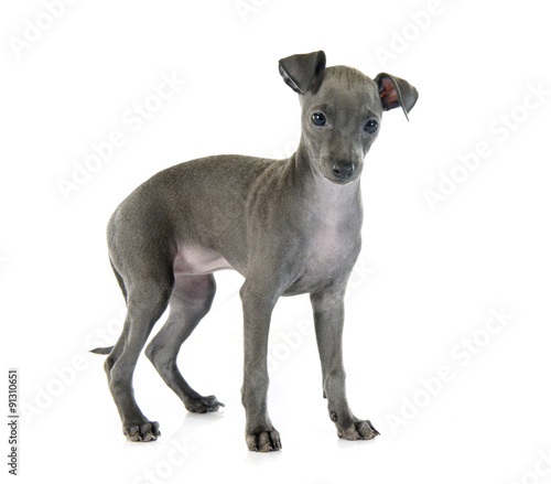 Fototapeta Naklejka Na Ścianę i Meble -  puppy italian greyhound