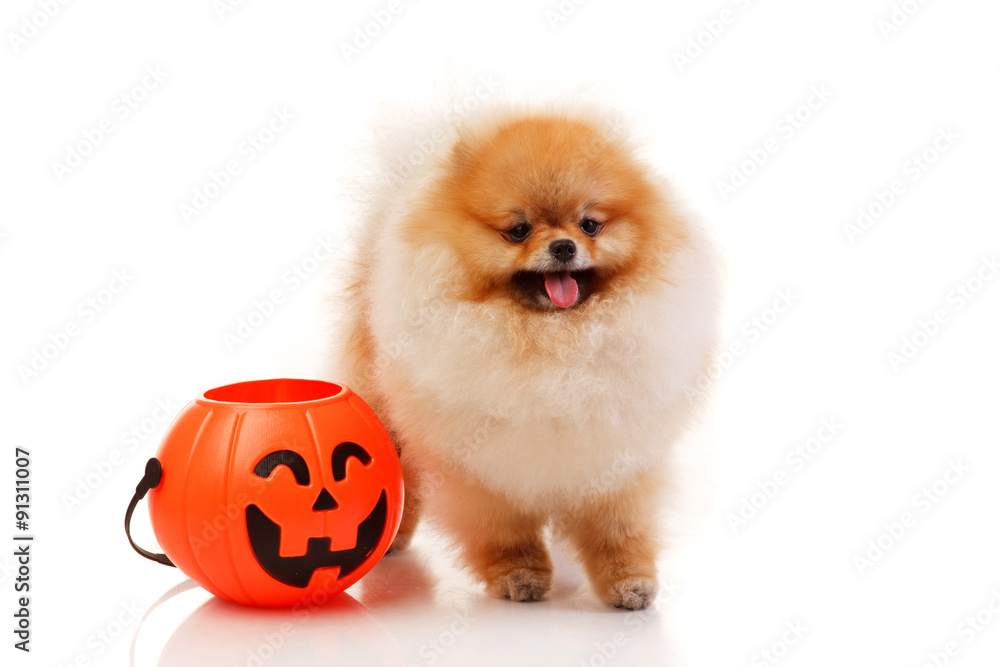 Pomeranian Spitz with Halloween basket Pomeranian Spitz with Halloween basket