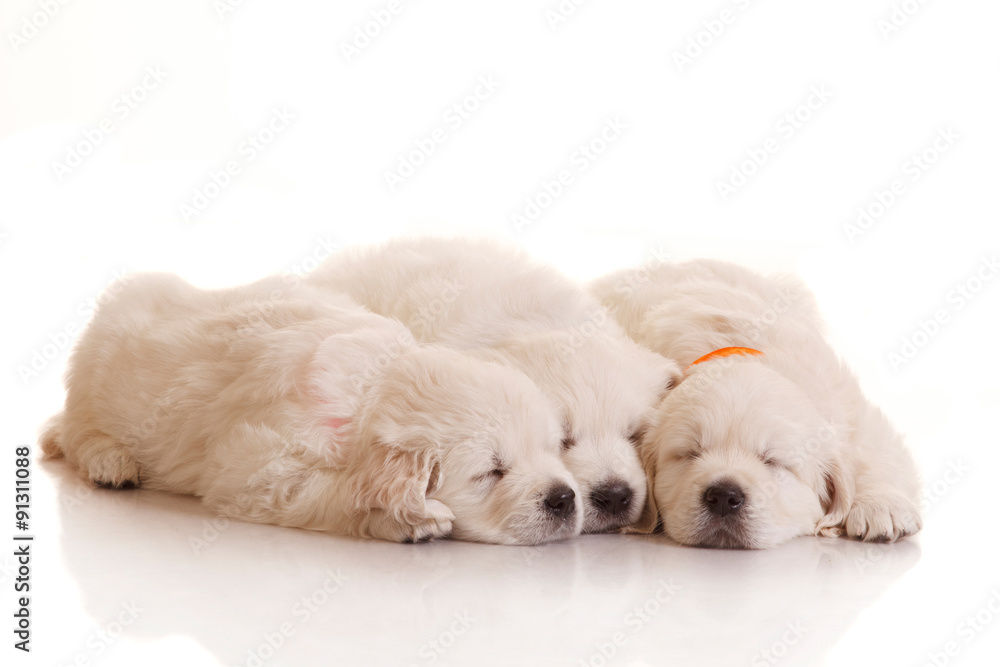 Three one month old puppies of golden retriever Three one month old puppies of golden retriever