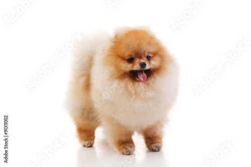 Pomeranian Spitz on the white background photo