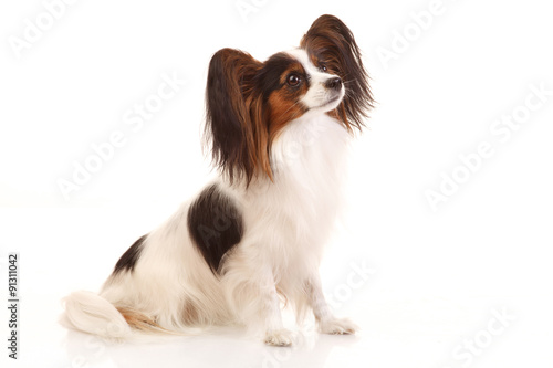 Papillon dog