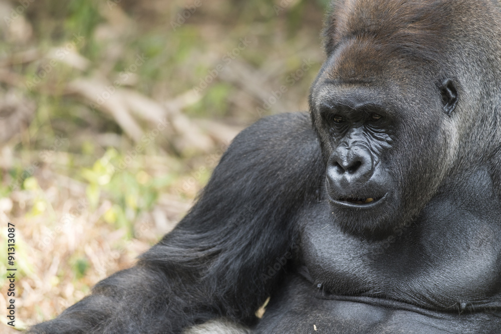 Obraz premium Amazing lowland silverback gorilla