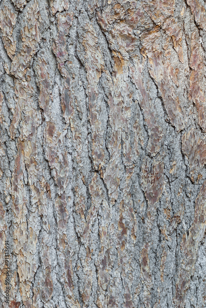Natural background - bark of conifer close-up Natural background - bark of conifer close-up