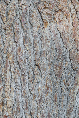Natural background - bark of conifer close-up