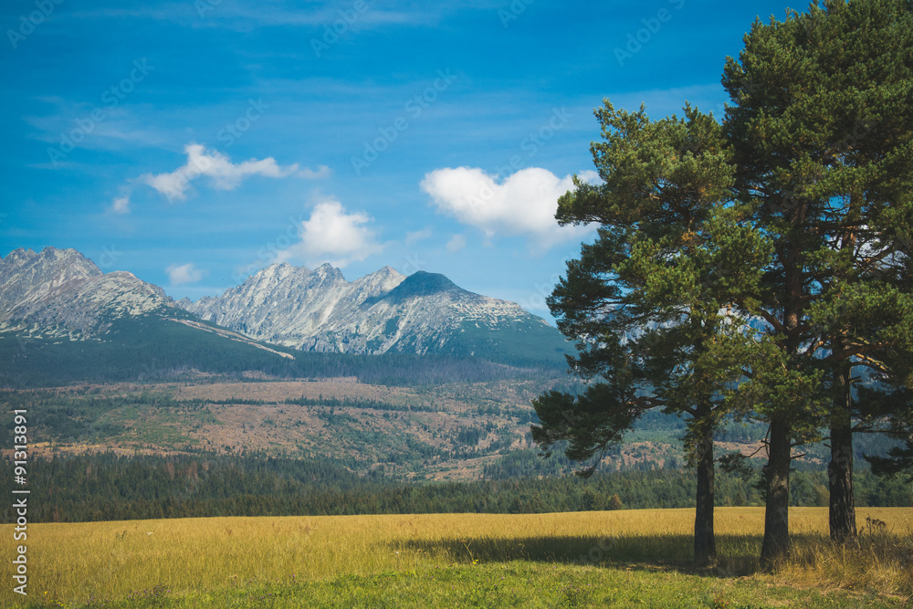 Pine tree and high mountain range on the background. Natural landscape.