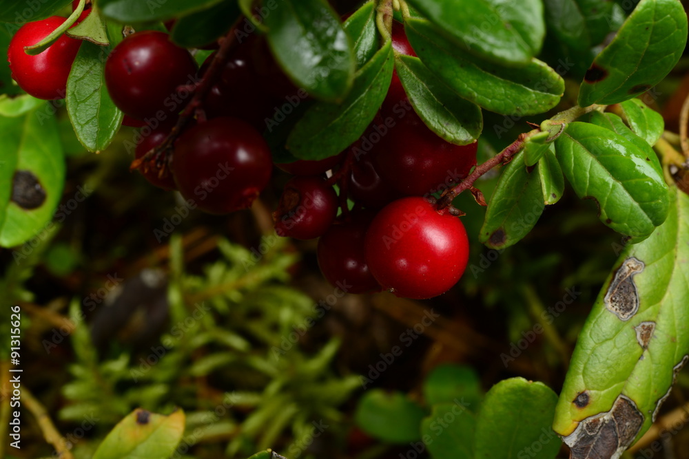 Bright red berries cranberries in green red bilberry Bright red berries cranberries in green red bilberry