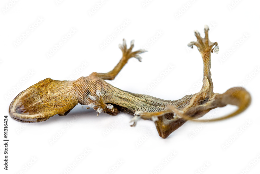 carcass of house lizard carcass of house lizard