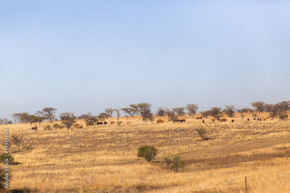 Cattle Farming Dry Landscape