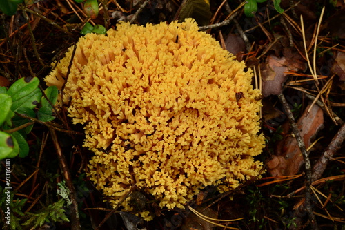 Mushroom coral in the yellow autumn forest cover