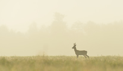 Fotobehang Ree Reebok in ochtendmist bij zonsopkomst  © Erik Mandre